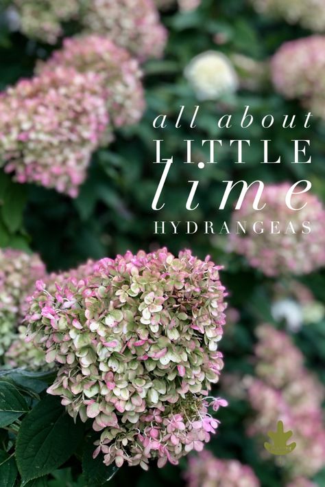 Limelight Hydrangeas, Lime Hydrangea Landscaping, Little Limelight Hydrangea, Lime Hydrangea, Hydrangea Limelight, Little Lime Hydrangea Landscaping, Hydrangea Tree Landscaping, Boxwood And Hydrangea Landscaping, Landscaping With Hydrangeas Front Yards