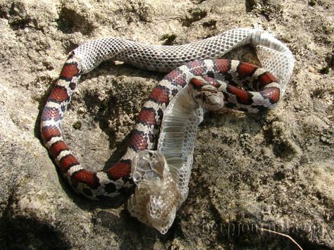 Cornsnakes Morphs, Cobrasnake Archive, Philippine Cobra Snake, African Rock Python, Poisonous Snakes, Axanthic Ball Pythons, Snake Shedding, Snake Venom, Beautiful Snakes