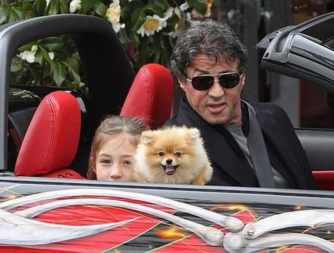 14 Celebrities Who Are Major Pomeranian Lovers | PetPress Black Pomeranian, Female Dog Names, Celebrity Dogs, Pomeranian Lovers, Dog Hotel, Cute Pomeranian, Pomeranian Dog, Pomeranian Puppy, Dog Daycare