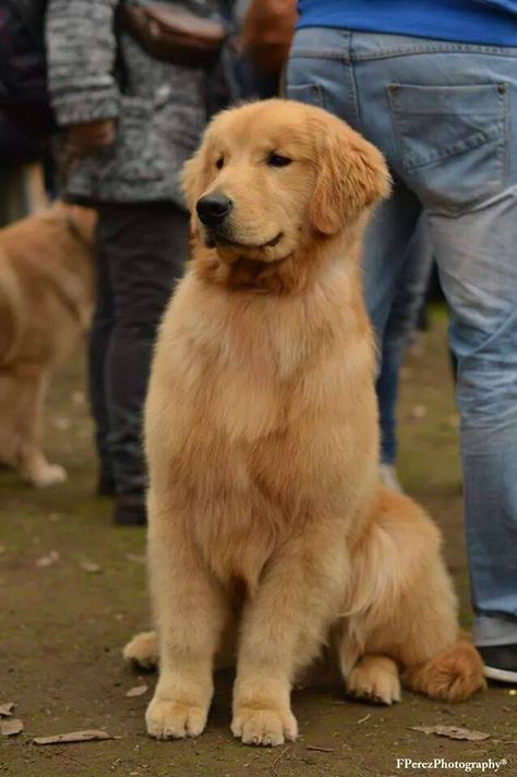 Light Colored Golden Retriever, Fluffy Golden Retriever, Chien Golden Retriever, Animal Jungle, A Golden Retriever, Animal Health, Golden Retriever Puppy, Retriever Puppy, Optimal Health