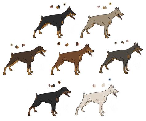 Animal Genetics, Doberman Colors, Black Doberman, Colours That Go Together, Dog Gadgets, Doberman Pinscher Dog, Canine Art, Fantasy Creatures Art, Doberman Pinscher