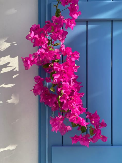 Bougainvillea against a blue door. Paros, Cyclades, Greece Greece Flowers Bougainvillea, Greek Flowers Aesthetic, Greek Bougainvillea, Greece Bougainvillea, Bougainvillea Greece, Bougainvillea Aesthetic, Flowers In Greece, Greece Flowers, Photography Logo Maker