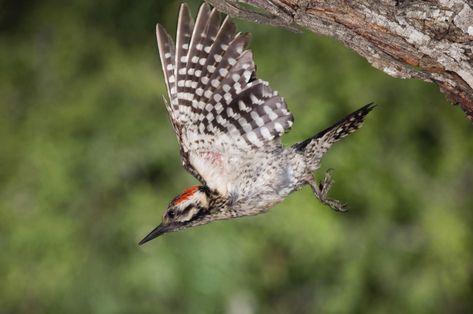 The Red-cockaded Woodpecker: the ... Endangered Birds, Southern Pine, Mobile Alabama, Great Blue Heron, Amazing Birds, Bird Of Prey, Woodpeckers, Blue Heron, Ap Art