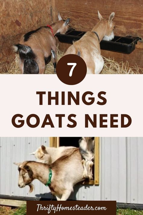 Goat Minerals, Goat Mineral Feeder, Goat Feed, Goat Hay Feeder, Breeding Goats, Goat Feeder, Goat Playground, Goat Toys, Keeping Goats