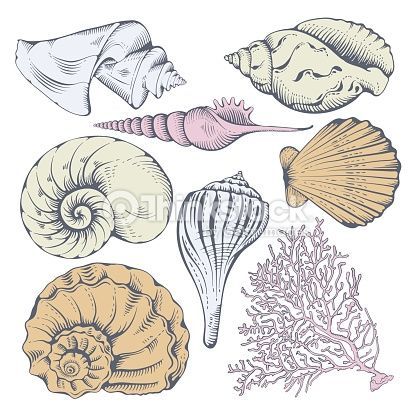 The 25+ best Seashell drawings ideas on Pinterest | Sea art ... Seashell Drawing, Shell Drawing, Shell Tattoos, Line Art Vector, Shell Collection, Creature Drawings, Desenho Tattoo, Sea And Ocean, Ocean Art