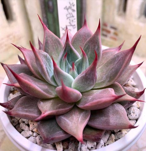 Types Of Succulents Plants, Succulent Garden Design, Types Of Succulents, Seed Germination, Cactus Flowers, Desert Garden, Rare Succulents, Agaves, Low Maintenance Plants