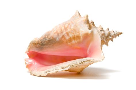 Decorate My Room, Cone Snail, Beautiful Seashells, Conch Seashell, Types Of Shells, Flamingo Beach, Sea Snail, Nautilus Shell, Spiral Pattern