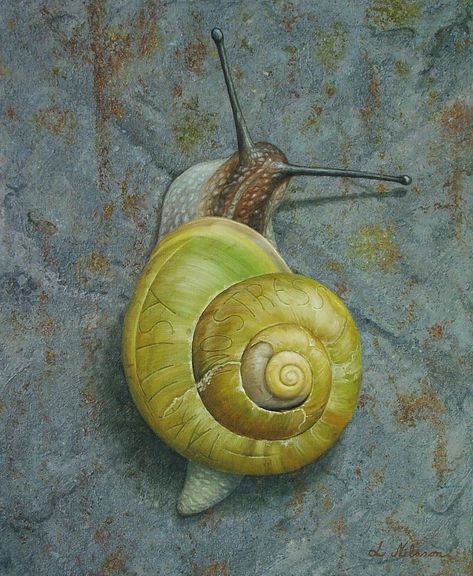 Lennart Nilsson, Snail Image, Snail Art, Insect Photography, Snail Shell, Beautiful Bugs, Sketch A Day, Sketchbook Art Journal, Insect Art