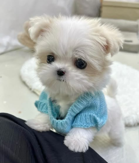 Cute Types Of Dogs, Cute Tiny Dogs, Animals Worksheet, Cute Dog Memes, Mammals Animals, Handsome Dog, Cute Fluffy Puppies, Shaggy Carpet, Cute Puppies And Kittens