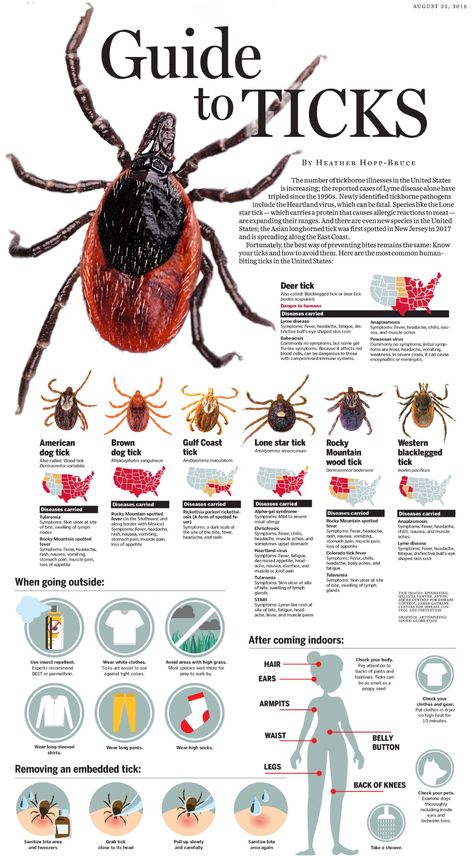 Know your ticks and how to avoid them - The Boston Globe Spider Identification, Ticks On Dogs, Deer Ticks, Survival Skills Life Hacks, Survival Life Hacks, Creepy Crawlies, Emergency Prepping, Wilderness Survival, Arachnids