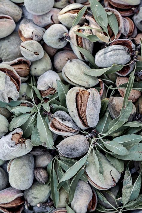 Almond Photography, Almond Orchard, Food Creatives, Almond Fruit, Nutcracker Design, Almond Seed, Fruit Creations, Tree Story, Edible Seeds