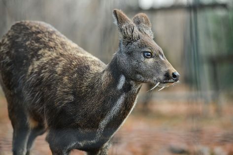 vampire deer Kasturi Deer, Deer With Fangs, Vampire Deer, Musk Deer, Water Deer, Deer Species, Small Deer, Canine Tooth, Halloween Fairy