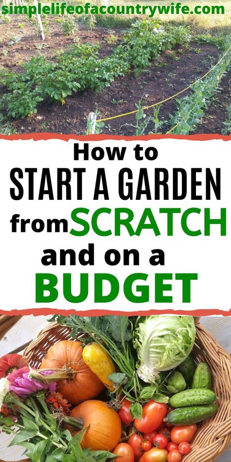 Want to start a garden but don't know where to begin? Find out how to start a garden from scratch and on a budget in this post. Discover what materials you need, and what your options are to build a garden. How To Be A Homesteader, How To Start A Home Garden, Start Garden In Backyard, Garden On A Budget Diy, How To Start A Vegetable Garden Diy, How To Plan A Garden For Beginners, How To Start A Small Garden, How To Start Gardening, How To Start A Garden From Scratch