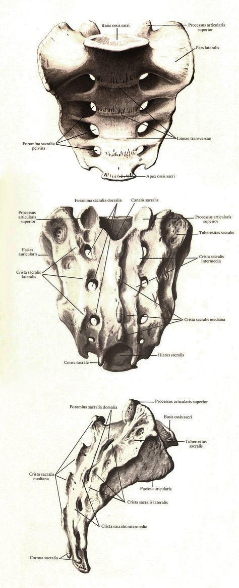 Sacrum, "Atlas of Human Anatomy" R.D. Sinelnikov Sacrum Anatomy, Anatomy Medical, Lower Limb, Spine Tattoo, Human Anatomy, Anatomy, Nutrition, Medical, Education