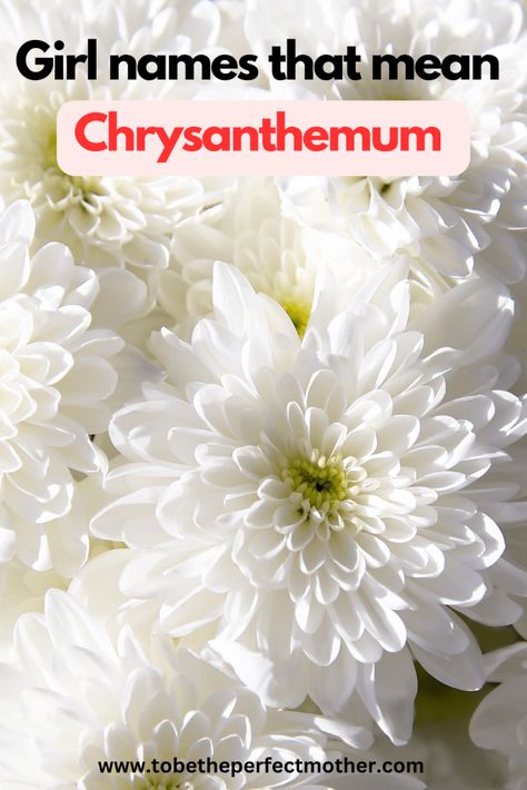 Girl names that mean chrysanthemum Names Inspired By Flowers, Chrysanthemum Meaning, Pretty Girl Names, November Flower, Indian Names, Feminine Names, Life Recently, Christian Names