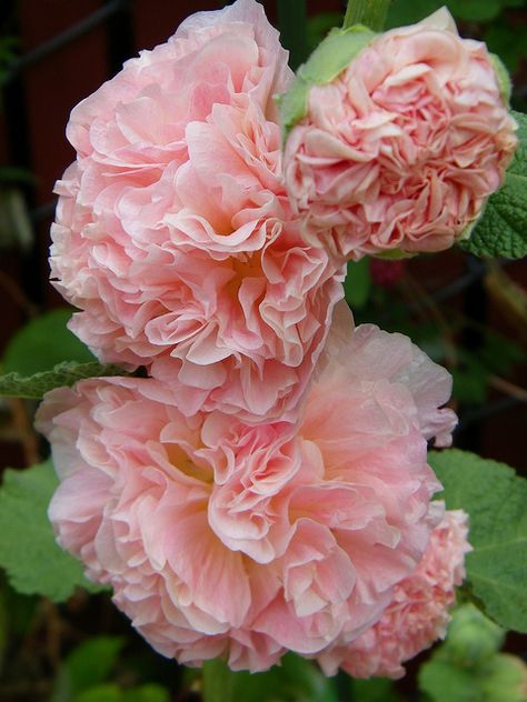 Alcea Rosea, Hollyhocks Flowers, Salmon Pink, Flower Beauty, Beautiful Blooms, Flower Seeds, Amazing Flowers, Love Flowers, Cottage Garden