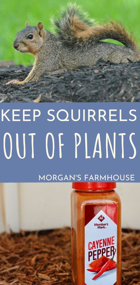 Stop Squirrels From Digging, Protecting Garden From Squirrels, How To Keep Squirrels Out Of Your Garden, How To Deter Squirrels From Garden, Get Rid Of Squirrels In Yard, Plants That Repel Squirrels, Diy Squirrel Repellent Homemade, What To Feed Squirrels, Garden Squirrel Protection