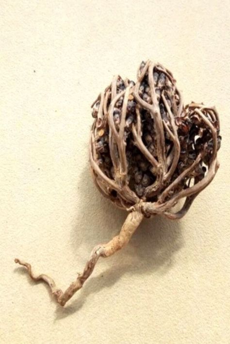 The Rose of Jericho (Anastatica hierochuntica) is known by different names: the flower of the resurrection, "rebirth" plant, fertility flower. Jericho Rose, Rose Of Jericho, The Resurrection, The Rose, Fertility, Morocco, Herbs, Plants, Handmade Gifts