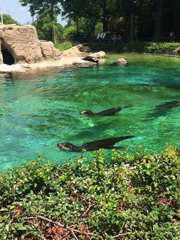 Bronx Zoo - Bronx, New York; May, 2015 Zoo Aesthetic, New York May, Bronx Zoo, Bronx New York, Bronx, York City, New York City, New York, Water