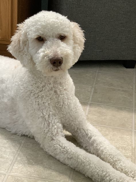 Doodle Haircuts, White Labradoodle, Labradoodle Grooming, Goldendoodle Haircuts, Goldendoodle Grooming, Schnauzer Grooming, Poddle, Poodle Cuts, Long Beard