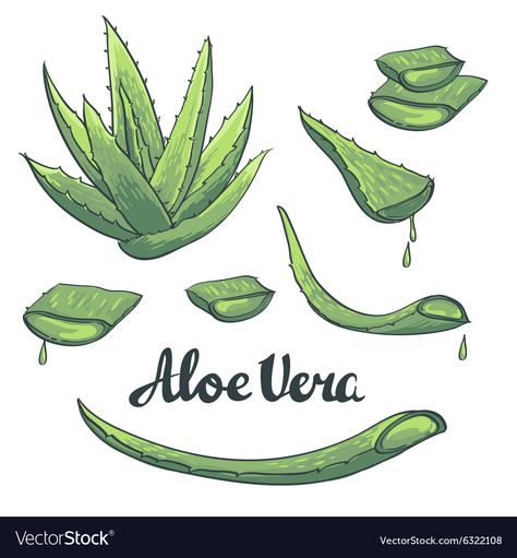 Aloe Vera Moisturizer, Aloe Vera For Skin, Aloe Vera Skin Care, Magia Das Ervas, Aloe Vera For Hair, Plant Tattoo, Aloe Vera Plant, Succulent Care, Aloe Vera Juice