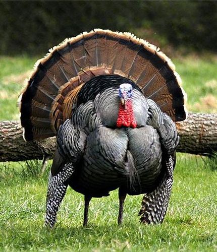 cartoon turkeys | domesticated turkeys cannot fly however wild turkeys can fly up Tom Turkey, Turkey Time, Turkey Hunting, Wild Turkey, The Grass, The Animals, 귀여운 동물, Bird Feathers, Beautiful Creatures