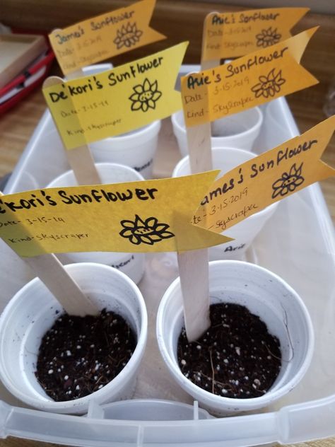 Classroom Planting Seeds, Planting Sunflower Seeds, Sunflower Seedlings, Classroom Aesthetic, 2024 Classroom, Classroom Tree, March Art, Seeds Planting, Growing Sunflowers