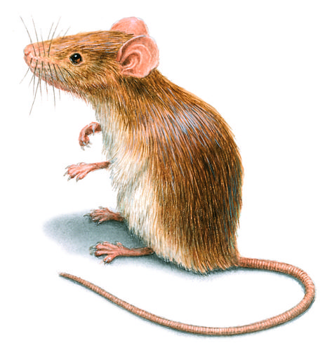 Rat & Mice Pictures | Mouse Photos & Images House Mouse Illustration, Mice Infestation, Mice Repellent, Getting Rid Of Mice, Mouse Photos, Mouse Illustration, Mouse Pictures, Mouse Rat, House Mouse