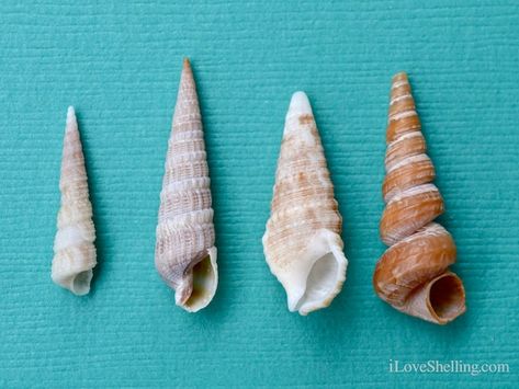 boring turritella auger cerith worm shell differences Auger Shell, Lion Paw, Seashell Painting, Ocean Treasures, Shell Collection, She Sells Seashells, Fort Myers Beach, Shell Beach, Seashell Art