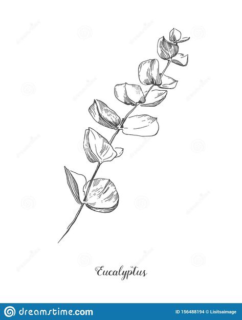 Eucalyptus branch. Hand Drawn Botanical line art illustration. drawing set. Collection of sketch branches with foliage. Illustration about leaf, botanical, invitation - 156488194 Eucalyptus Illustration Botanical, Line Art Eucalyptus, Eucaplytus Tattoo, Foliage Drawing Leaves, Eucalyptus Branch Tattoo, Eucalyptus Leaf Tattoo, Pathos Tattoo, Eucalyptus Sketch, Eucalyptus Line Drawing