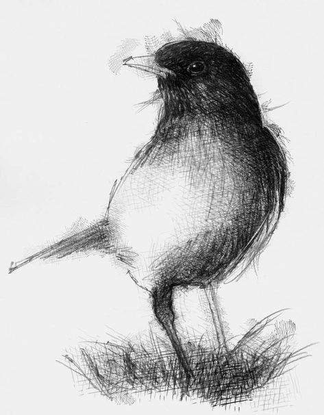 Every morning 4:00am blackbird song… lovely 883 © art, drawing, blackbird, sketch, Blackbird Tattoo, Blackbird Song, Blackbird Art, Pencil Drawing Ideas, Nature Sketch, Art Charcoal, Scribble Art, Charcoal Sketch, Charcoal Art