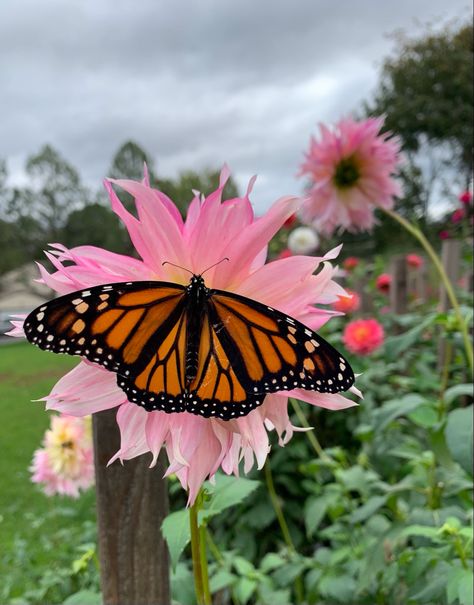 Butterfly On Flower Aesthetic, Butterfly On Rose, Butterflies On Flowers, Spring Pics, Butterfly On A Flower, Butterfly On Flower, Butterfly Photo, Beautiful Butterfly Photography, Butterflies And Flowers