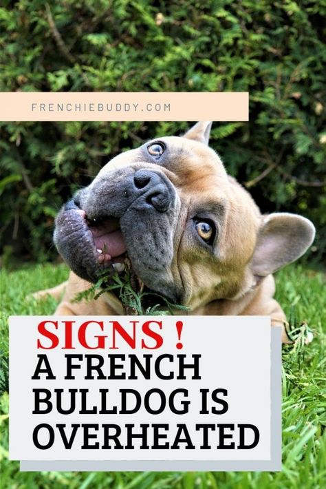 Bulldog Quotes, Miniature Bulldog, Bulldog Wallpaper, Bulldog Training, French Bulldog Breed, French Bulldog Facts, French Bulldog Clothes, Dog Day Afternoon, Frenchie Mom