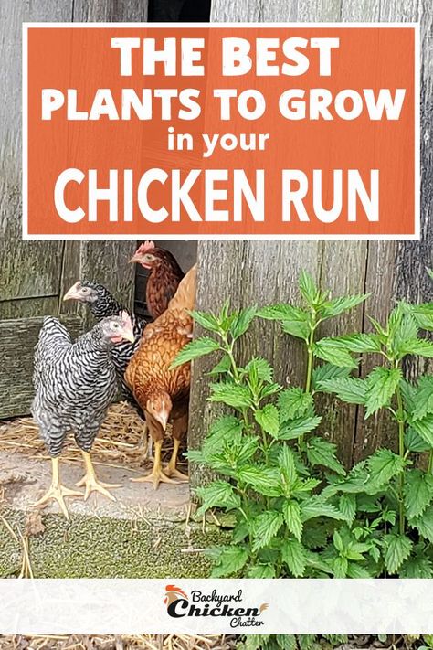 Growing plants in your chicken run is not only aesthetically pleasing, but can be beneficial for your flock! Here are 12 plants that you can plan in your chicken run. #ChickenRun #ChickenCoop #PlantsforChickens Free Crochet Hanging Basket, Plants For Chickens, Herbs For Chickens, Backyard Chicken Coop Plans, Diy Chicken Coop Plans, Chicken Coop Run, Backyard Chicken Farming, Butcher Block Counter, Chicken Run