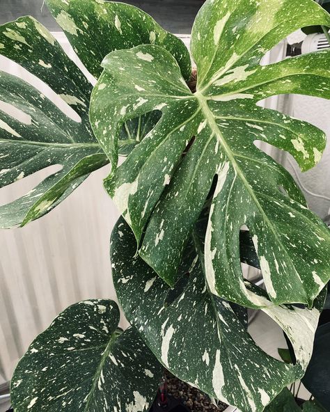 Big Potted Plants, Monstera Thai Constellation, Popular House Plants, Thai Constellation, Plant Goals, Variegated Plants, Ground Cover Plants, Starter Plants, Monstera Plant