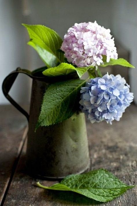 Pale pink hydrangea and pale blue hydrangea in a vintage pot on a rustic wooden table. Very romantic and beautiful. #flowers #rustic Pale Blue Hydrangea, Pink Hydrangea, Garden Pictures, Deco Floral, Blue Hydrangea, Flowers Nature, Beautiful Blooms, Blue And Pink, Ikebana