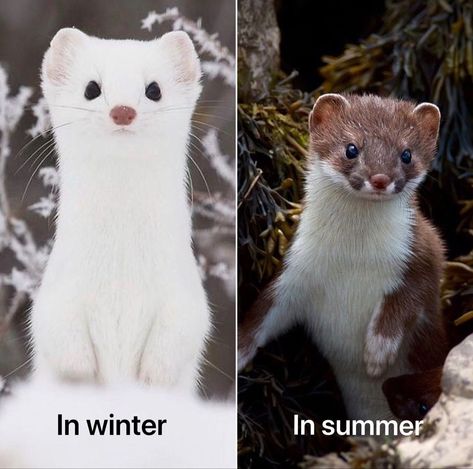 Short Tailed Weasel, Long Tailed Weasel, Ermine Drawing, Ermine Animal, Stoat Aesthetic, Stoat Animal, Ermine Weasel, Weasel Drawing, Mustela Nivalis