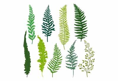 43 Best Botanical Illustrations: Drawing and Painting Inspiration | Envato Tuts+ Watercolour Letters, Fern Logo, Fern Images, Plant Classification, Types Of Ferns, Fern Tattoo, Wall Murals Painted, Botanical Illustration Vintage, Leaf Drawing