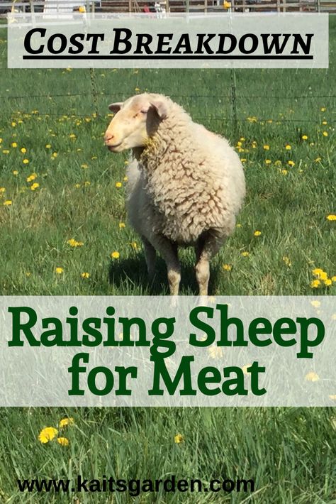 Caring For Sheep, Raising Lambs For Meat, Meat Sheep Breeds, Raising Sheep For Meat, Raising Sheep For Beginners, Lamb Raising, Sheep Farming Ideas, Sheep Barn Ideas, Sheep Enclosure