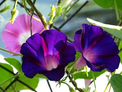 Morning Glory Mix Seeds for Planting Ipomoea Tricolor Around 20 Seeds Ipomoea Tricolor, Snow Blowers, Morning Glory, Tri Color, Planting, Garden Tools, Art Photography, Seeds, Plants