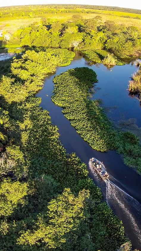 "Patrimônio Natural Mundial" e "Reserva da Biosfera". Esses são os títulos que o Pantanal recebeu da UNESCO e que atestam que a região é o destino ideal para os amantes da natureza.💚🐊 #oquefazernopantanal #pantanalms Brazil Culture, Brazil Country, Country Fair, Romantic Places, Travel Board, Countries Of The World, Brazil, Forest, Water