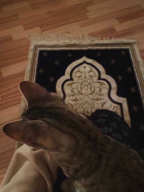 Cat Praying Islam, Praying Muslim Aesthetic, Praying Islam Aesthetic, Praying Aesthetic Islam, Muslim Vision Board, Islam Praying, Praying Islam, Muslim Cat, Praying Salah