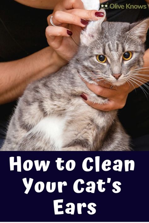 Clean Cat Ears, Cat Allergies, Kitten Care, Natural Cat, Cat Parenting, Cat Behavior, Cat Facts, House Cleaning, Cat Grooming