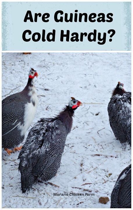 Guinea Fowl Coop Ideas, Guinea Fowl Coop, Guinea Hens, Homestead Animals, Chicken Keeping, Homesteading Ideas, Urban Chickens, Quails, Big Bertha