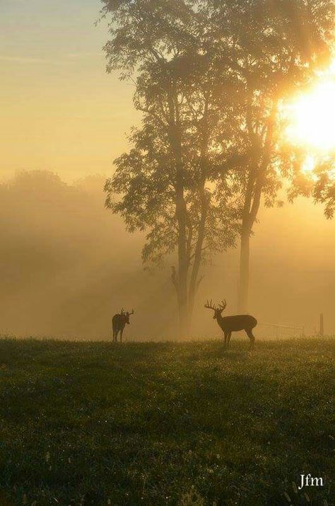 Scott County, Ky..... Lived in Scott County from 1810-1823 (age 0-13) Dawn Court Aesthetic, Martha Core, County Wallpaper, County Aesthetic, Florida Core, Castle Mural, Countryside Lifestyle, Farm Humor, Country Sunset