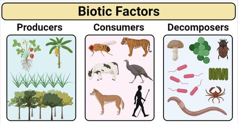 Last Updated on February 10, 2021 by Sagar Aryal The ecosystem is made up of biotic and abiotic factors. Abiotic factor comprises non-living components like sunlight, temperature, water, soil, wind, humidity and radiations. These are the physical and chemical agents that ultimately affects the biotic factors. Biotic factor or components means the living things of an eco-system. It is also ... Read moreBiotic Factors- Definition, Types, Examples and Factors Affecting The post Biotic Factors- Defi Biotic And Abiotic Factors, Producers Consumers Decomposers, Biotic Factors, Abiotic Factors, Biotic And Abiotic, Microbiology Notes, Science Prints, Nitrogen Fixation, Eco System