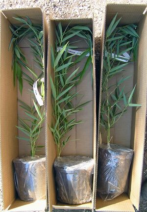 Ordering Plants From LeBeau Bamboo Nursery How To Ship Plants, Plant Packing Ideas, How To Gift Wrap Plants, How To Ship Live Plants, How To Pack Plants For Shipping, Plants Packaging Ideas, Packing Plants For Shipping, Plant Packaging Ideas, Packaging Plants For Shipping