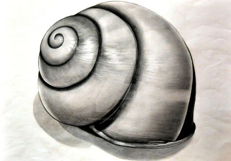 Shell Drawing by Namiiru on DeviantArt Shell Drawing, Art Coquillage, Gcse Art Sketchbook, A Level Art Sketchbook, Nature Art Drawings, Sea Life Art, Charcoal Sketch, Pencil Shading, Snail Shell