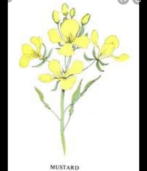 Mustard Seed Plant, Seed Illustration, Mustard Flowers, Flower Silhouette, Plant Tattoo, Tattoo Care, Prophetic Art, Botanical Tattoo, Watercolor Plants