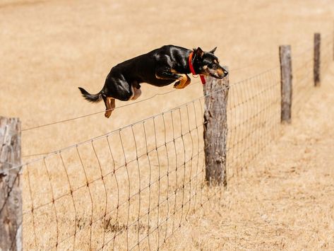 A working kelpie clears the fence. Australian Dog Breeds, Popular Pictures, Kelpie Dog, Australian Kelpie Dog, Australian Kelpie, Australian Cattle Dogs, Farm Dogs, Paw Paw, Herding Dogs